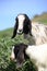 Lovely goats eating plants in a farm