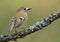 Lovely Goldcrest perched on densily lichen covered twig in spring forest