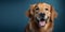 Lovely golden retriever on a blue background, representing pet care
