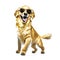 Lovely Golden retriveer dancing on white background