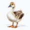 Lovely Goose Illustration On White Background - Vicente Romero Redondo Style