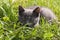 Lovely gray cat hunter in grass