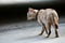 Lovely gray cat walking at outdoor