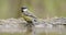 Lovely great tit bathing and flying away in spring woods