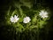 The Lovely Greater Stitchwort