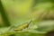 Lovely green color grasshopper sitting on leaflet.