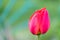 Lovely green isolated grasshopper on a red tulip blossom,sunny summer day,black background