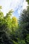 Lovely green trees with blue cloudy sky above, hampstead heath Park