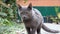 Lovely grey kitten with big orange eyes looks carefully