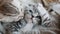 Lovely grey scottish fold kittens playing in a basket