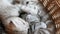 Lovely grey scottish fold kittens playing in a basket