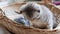 Lovely grey scottish fold kittens playing in a basket