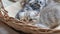 Lovely grey scottish fold kittens playing in a basket