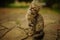 Lovely grey tabby kitten sitting in a summer yard