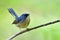 Lovely grey to blue bird with chubby shape perching on thin branch lifting tail, slaty blue flycatcher