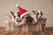 Lovely group of three frenchies dogs celebrating christmas together