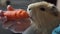 Lovely guinea pig is chewing carrot
