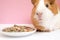 Lovely Guinea pig eating pellets