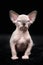 Lovely hairless kitten of Canadian Sphynx Cat breed sitting on black background