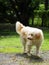 Lovely hairy white cute dog looks like small terrier breed on green grass garden floor relaxing outdoor portraits closeup makes fu