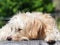 Lovely hairy white cute dog looks like small terrier puppy taken sunbathing relaxing outdoor portraits closeup