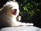 Lovely hairy white cute dog looks like small terrier puppy taken sunbathing relaxing outdoor portraits closeup