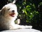 Lovely hairy white cute dog looks like small terrier puppy taken sunbathing relaxing outdoor portraits closeup