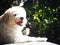 Lovely hairy white cute dog looks like small terrier puppy taken sunbathing relaxing outdoor portraits closeup