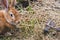 Lovely half-sleeping rabbit puppy on the grass