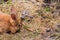 Lovely half-sleeping rabbit puppy on the grass