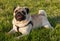 Lovely happy white fat cute pug dog mops laying on the green grass floor under warm summer sunlight making funny face