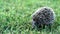 Lovely hedgehog or Erinaceus roumanicus on grass