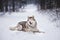Lovely Husky dog lying in the snow. Beige and white Siberian husky on a walk in winter mysterious forest