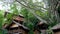 Lovely huts near tropical tree. Wonderful shacks of small village located around amazing tropical tree on sunny day in