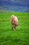 A lovely Icelandic Horse in a field