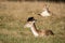 Lovely image of Fallow Deer Dama Dama in Autumn field and woodland landscape setting