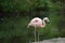 Lovely Image of a Pink Chilean Flamingo