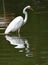 Lovely Image of the Reflection of a Heron