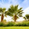 A lovely image of the sky and palm trees