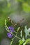 Lovely Image of a Zebra Butterfly on a Flower