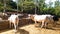 Lovely Indian Cows, Bulls, Calves And Background Lush Green Trees.