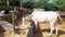 Lovely Indian Cows, Bulls, Calves And Background Lush Green Trees.