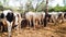 Lovely Indian Cows, Bulls, Calves And Background Lush Green Trees.