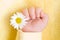 Lovely infant hand with daisy