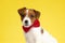 Lovely Jack Russell Terrier wearing bowtie while sitting