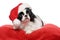 Lovely Japanese Chin dog in a Santa hat