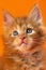 Lovely kitten of American Coon of color red classic tabby with shining eyes on orange background