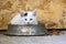 Lovely Kitten in the food dish playing