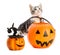 Lovely kitten plays with halloween toys