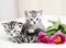 Lovely kittens with flowers